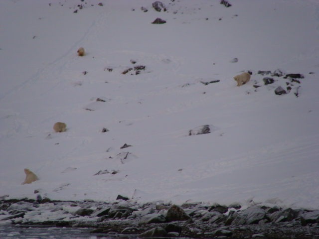 7 Polar Bears eating a fin whale carass