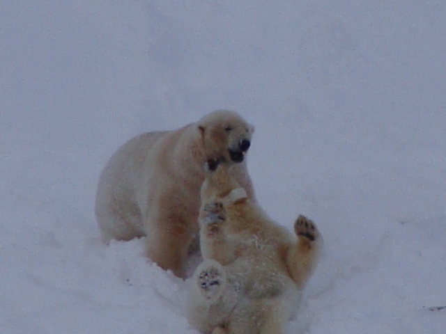 Yong female and large male polar bears playing