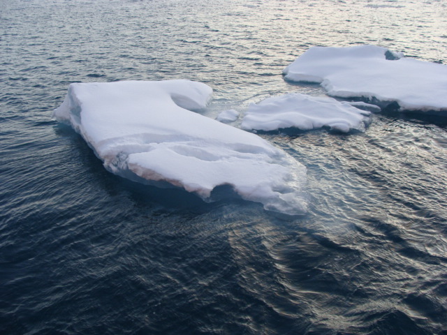  Polar Bear tacks on sea ice 