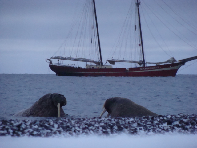  Nearrly&nbsp;defenseless&nbsp;on land, walrus&nbsp;are vary&nbsp;dangerous and agressive&nbsp;in the water&nbsp; 