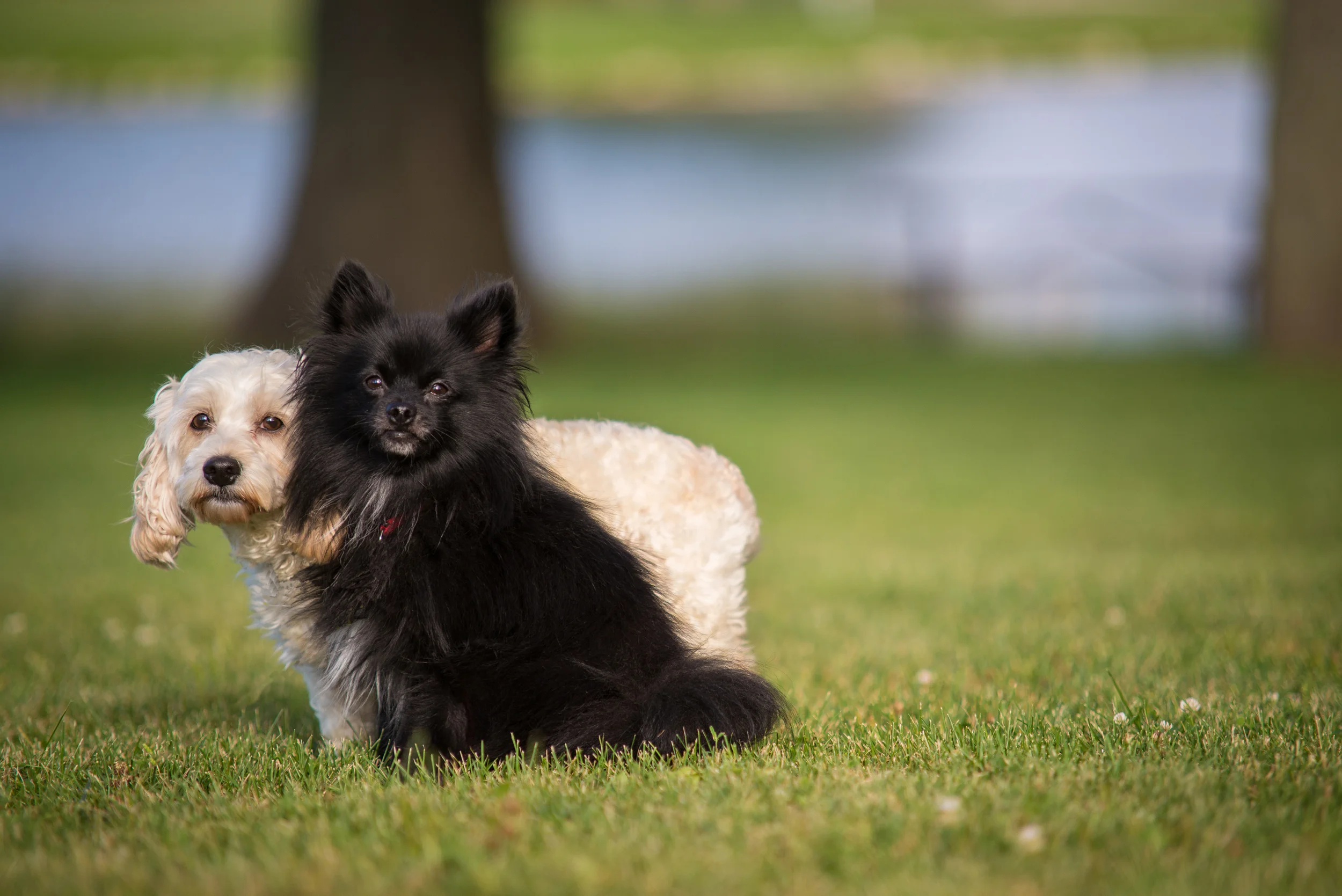 Blackie&Emma-1.jpg