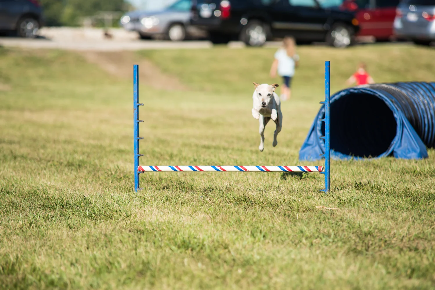 Mutt Strut-1-12.jpg