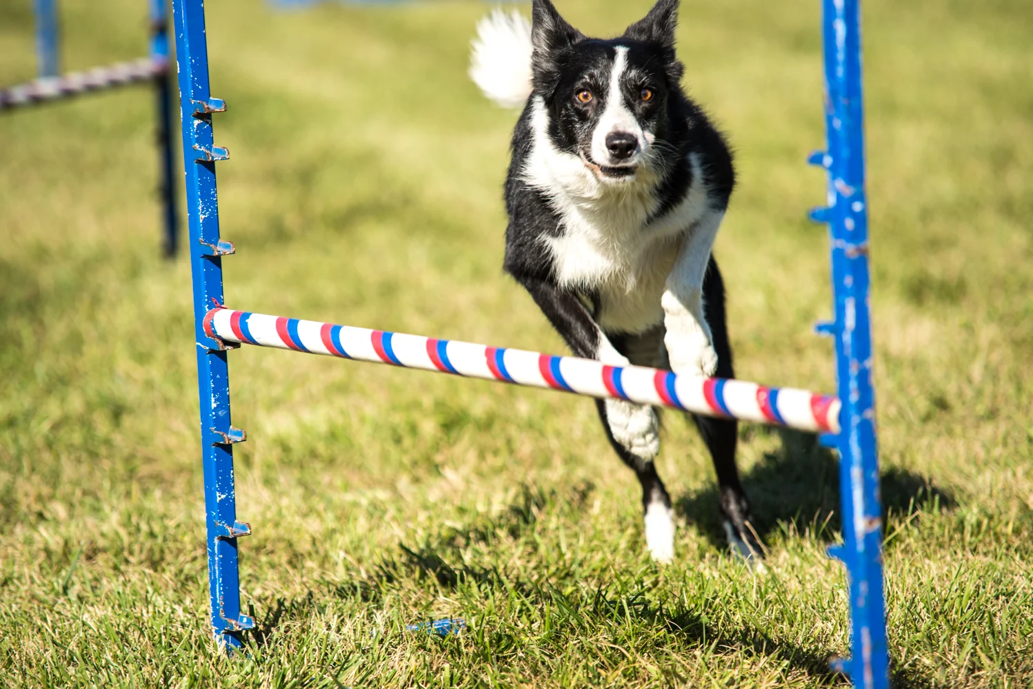 mutt strut2-1-9.jpg