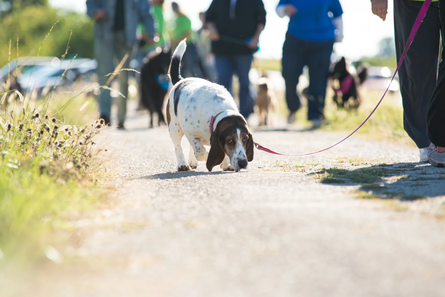 Mutt Strut-1-7.jpg