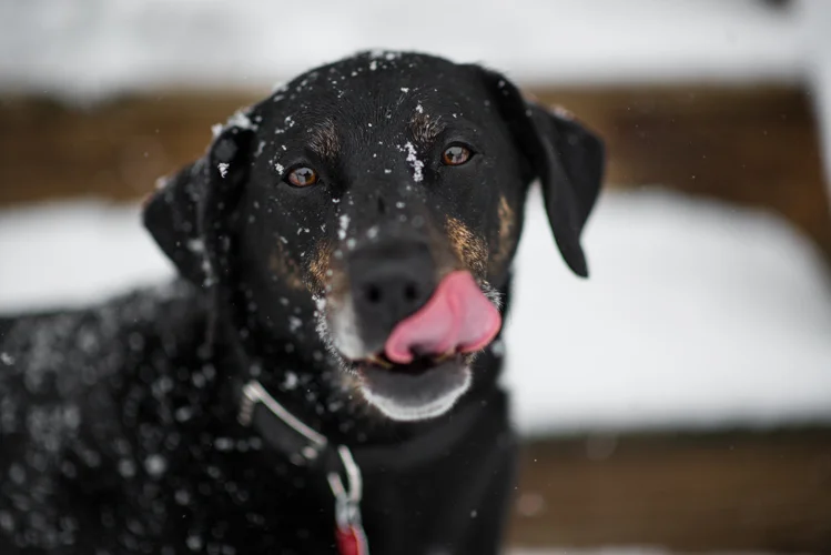 Miles enjoying some snow last year.