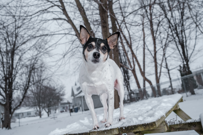 scout snow feb.jpeg