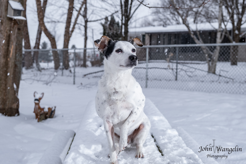 alfie snow feb.jpeg
