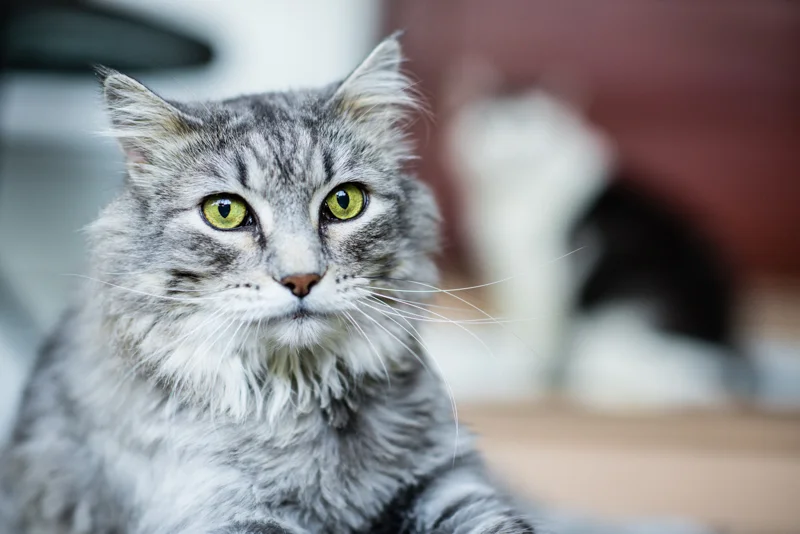 cat blog.jpg