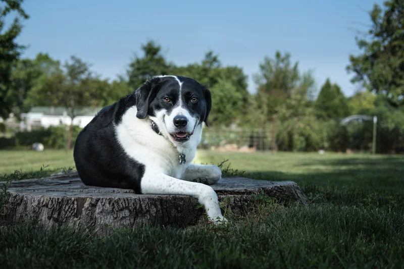 molly-10.jpg