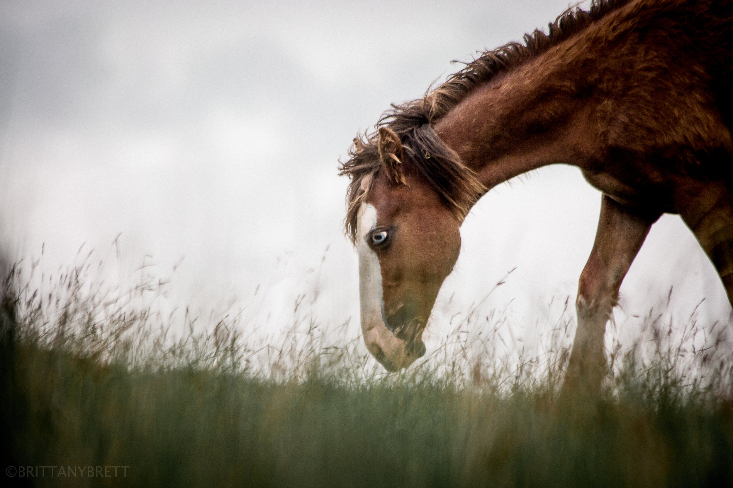 wild horses-5.jpg