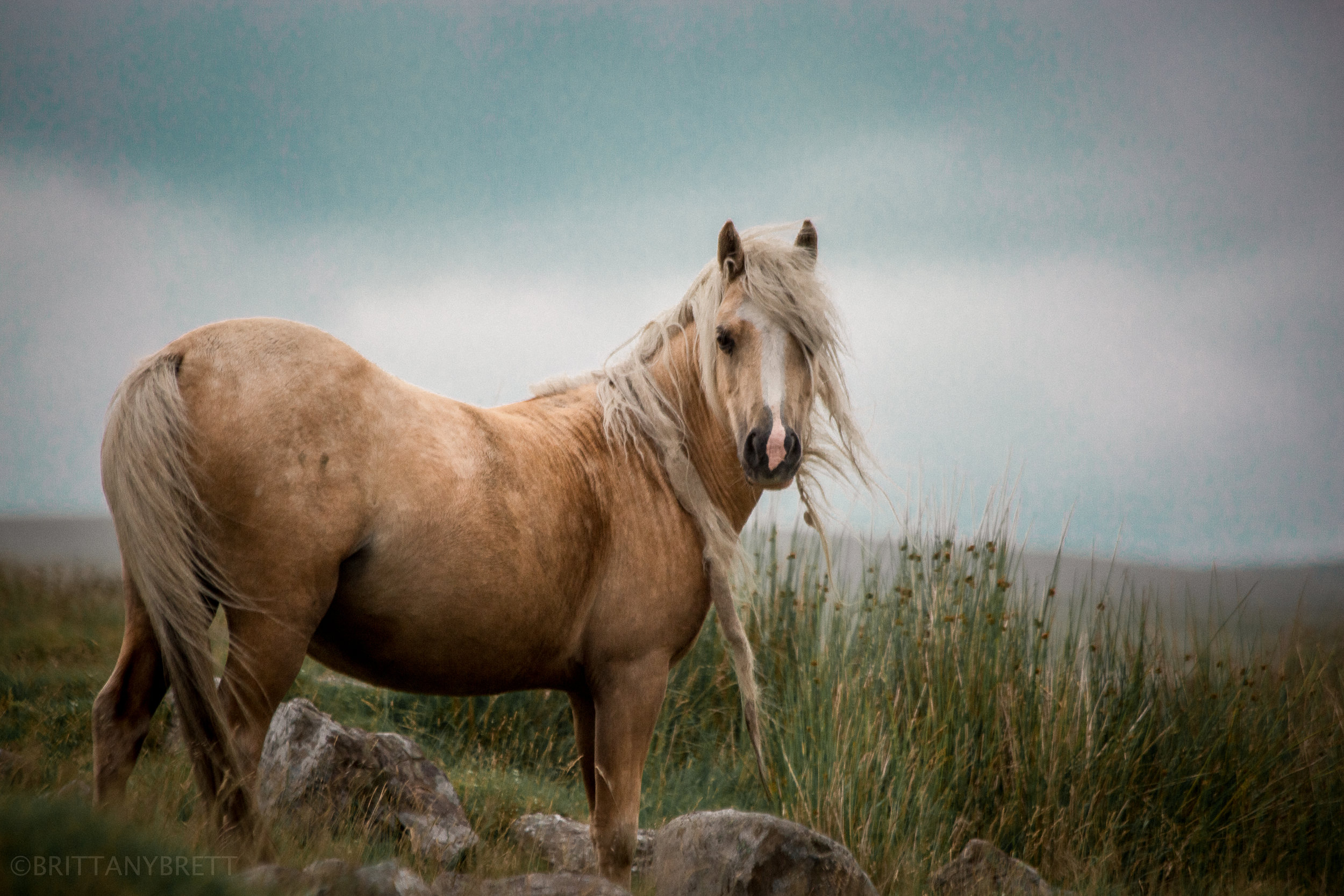 wild horses-1.jpg