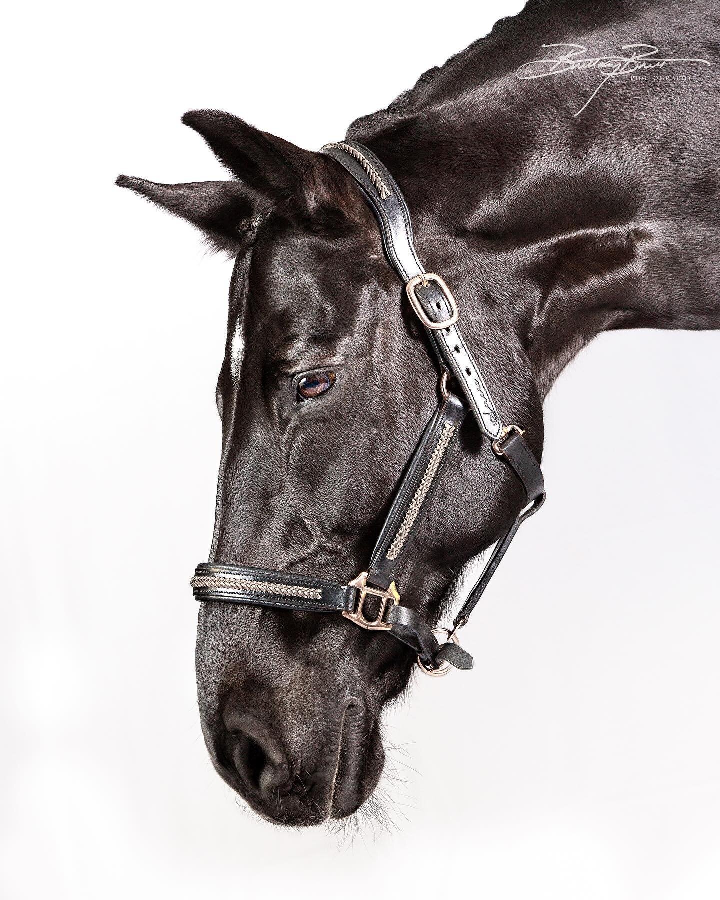 Lovingly looking at his human, @candoitstables 
.
detail swipe right. full composition, see studio highlights 
.
#equinephotography #equineart #equinesofinstagram #instahorse #horsesofinstagram #instaequine #instaequestrian #equineportrait #equinepor