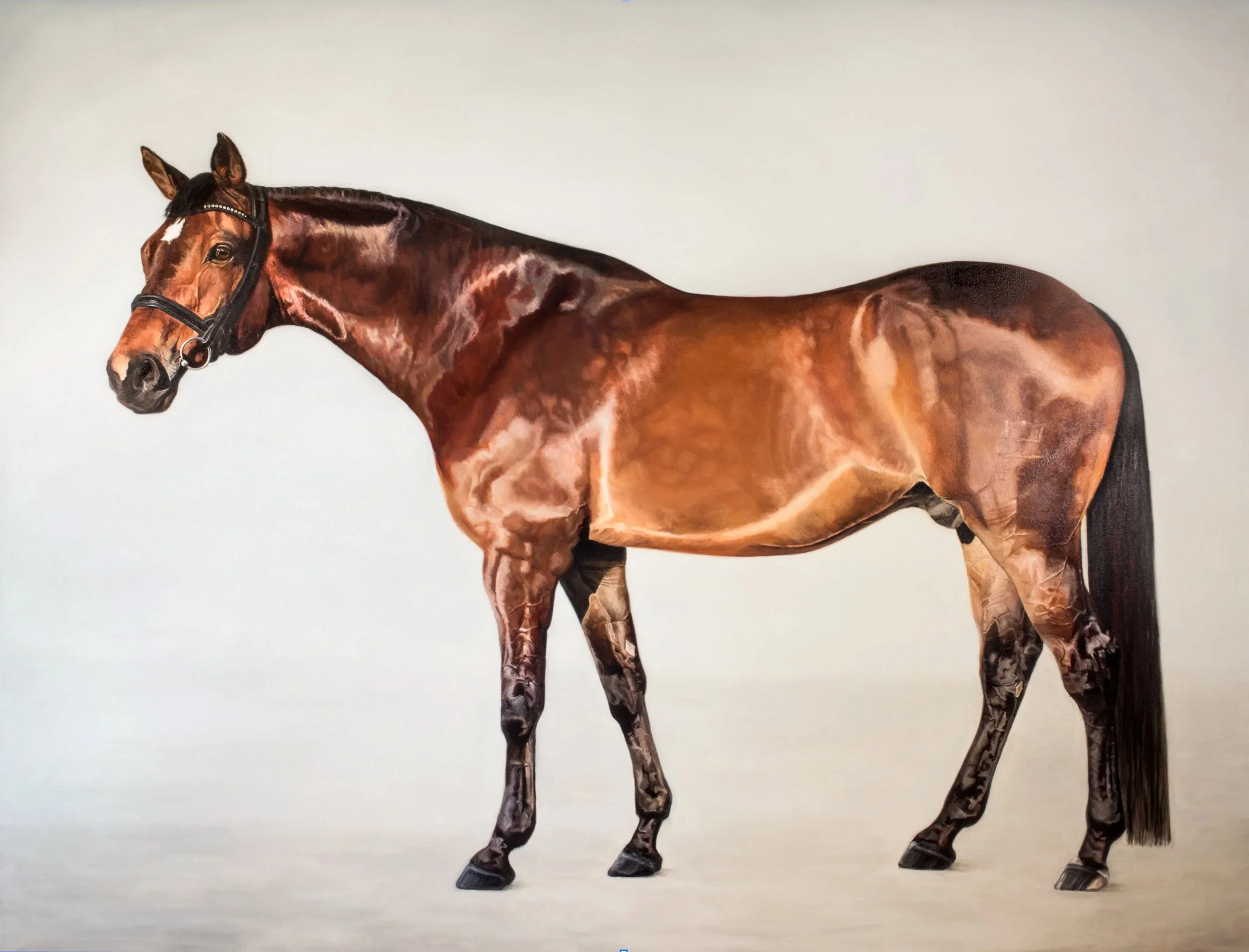 Dutch Warmblood life size oil painting by Brittany Brett