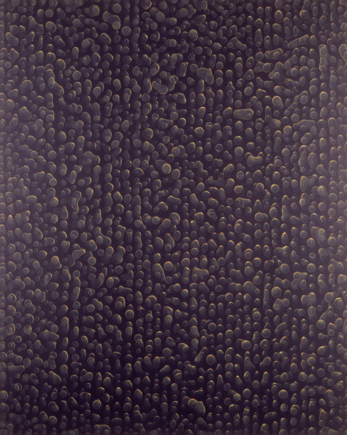  ​untitled 2003 (tan/black), acrylic on panel, 20 x 16" 