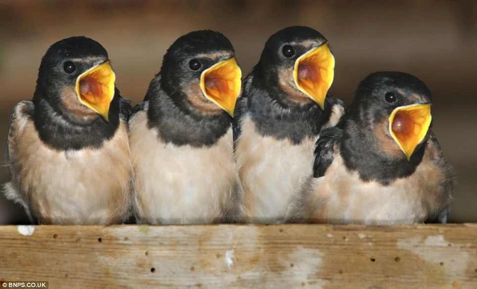 My children wake up...early. And hungry. 