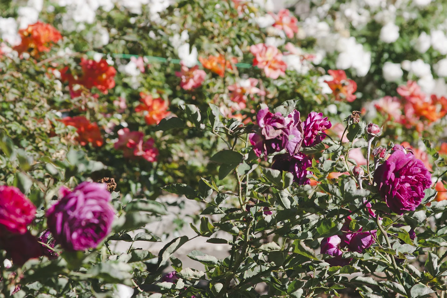 The Berkeley Rose Garden — Print Club Ltd.