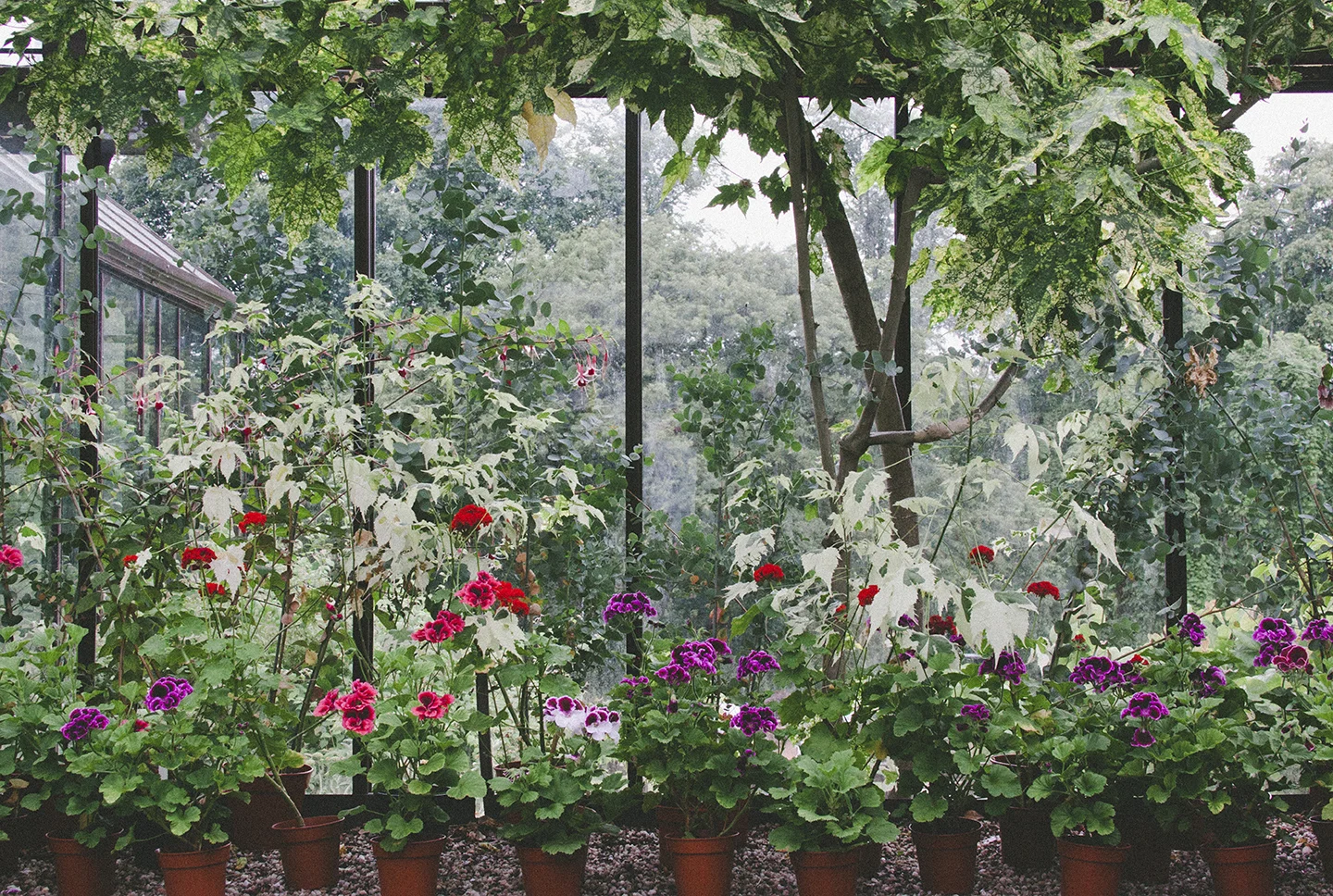 A Visit to the Glasgow Botanic Gardens — Print Club Ltd.