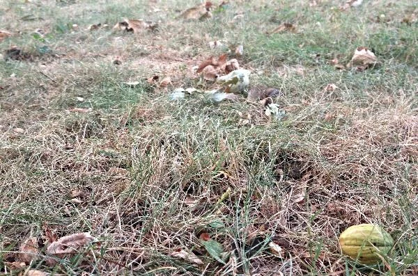 Squirrel heaven, high heel hell. Not sure you can see it, but I promise there are bits of shattered nuts all over. This hefty green one won't last too much longer. By noon it'll be a shell of it's former self. 