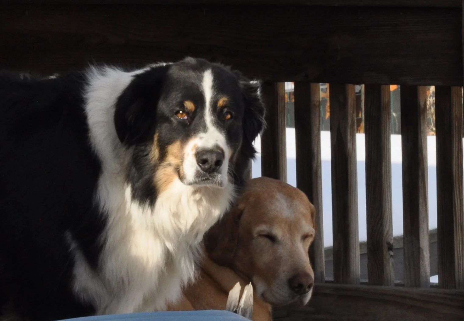 My Two Dogs, Bob and Norman, are the most important part of my studio!