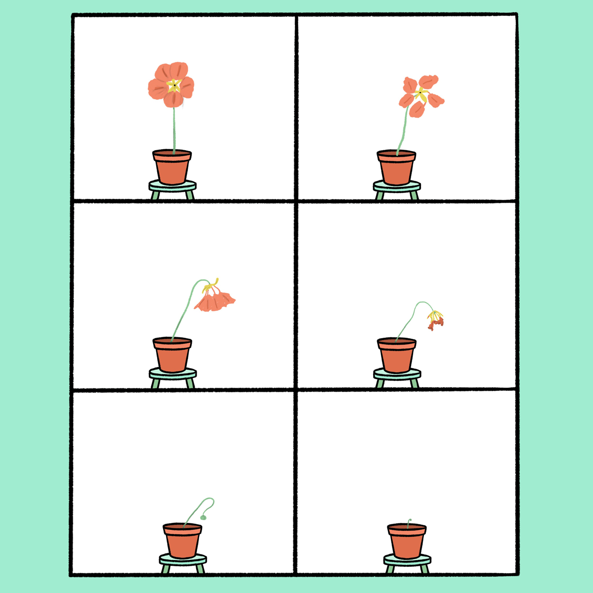 plant.jpg