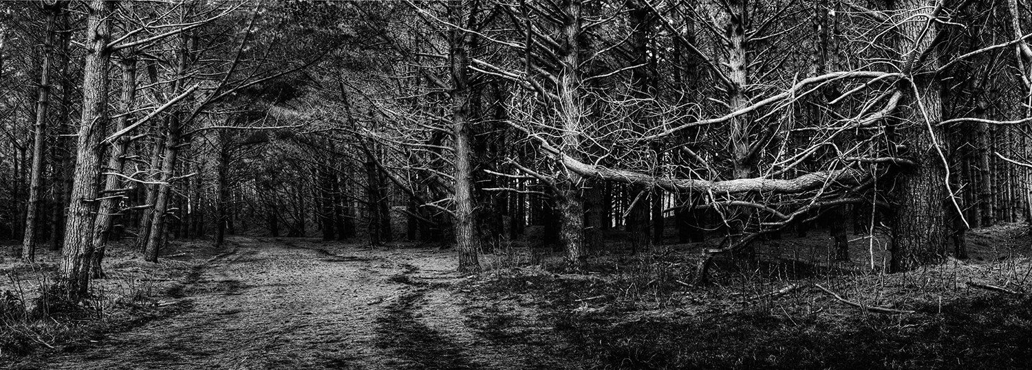 forest copy_1.jpg