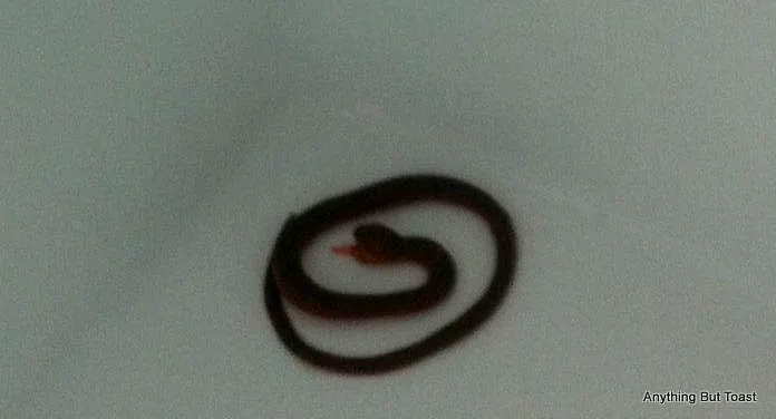 Snake.jpg