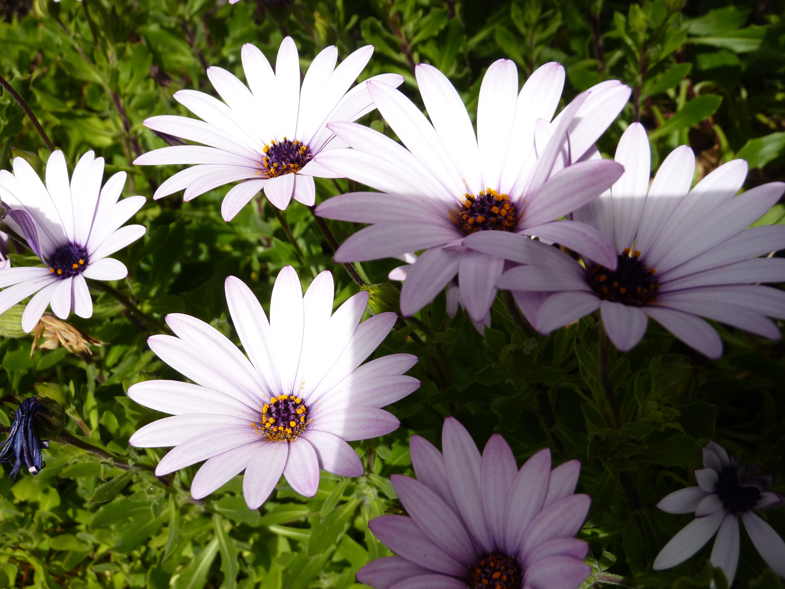 Daisy