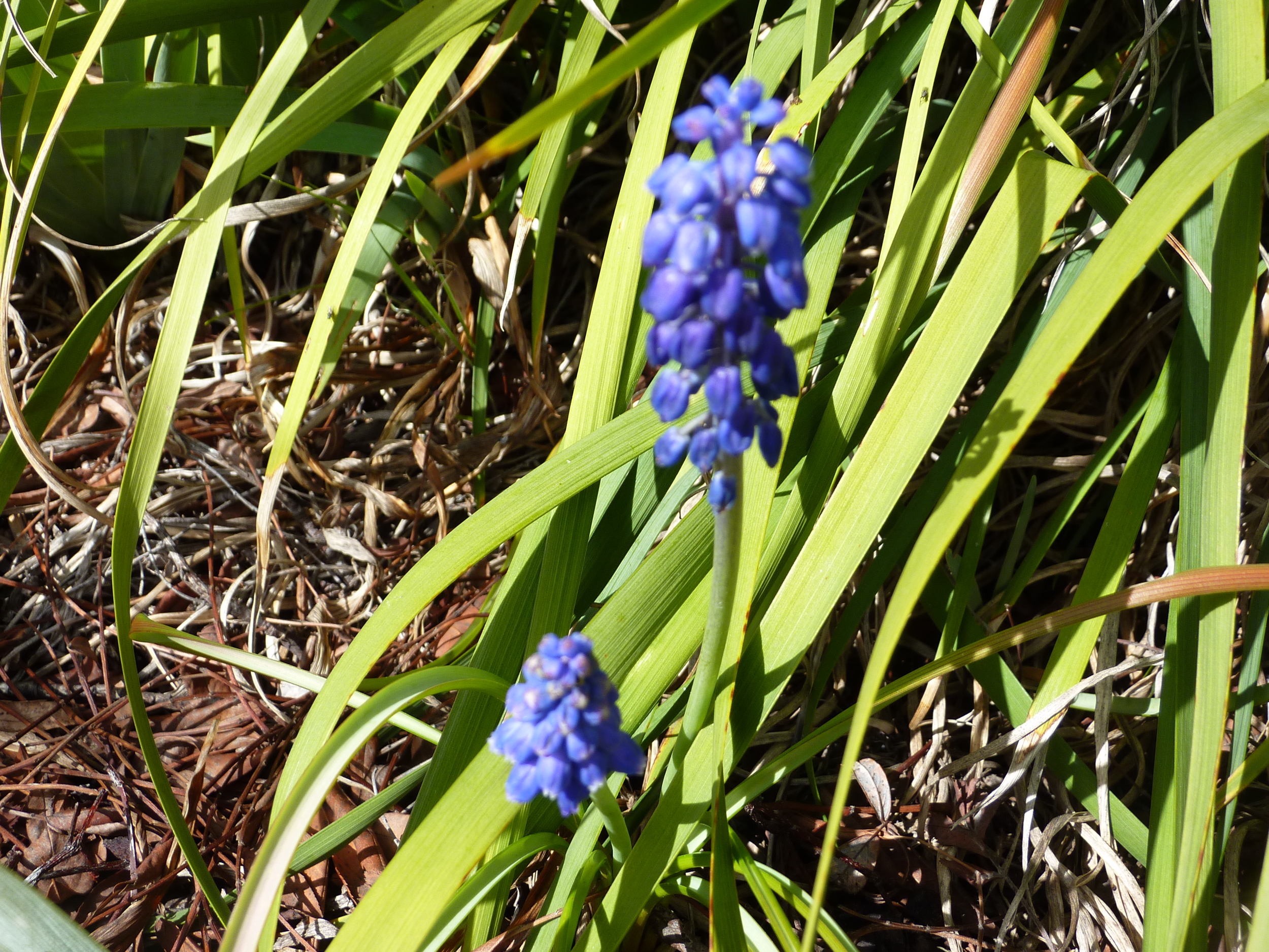 Lovely bulb