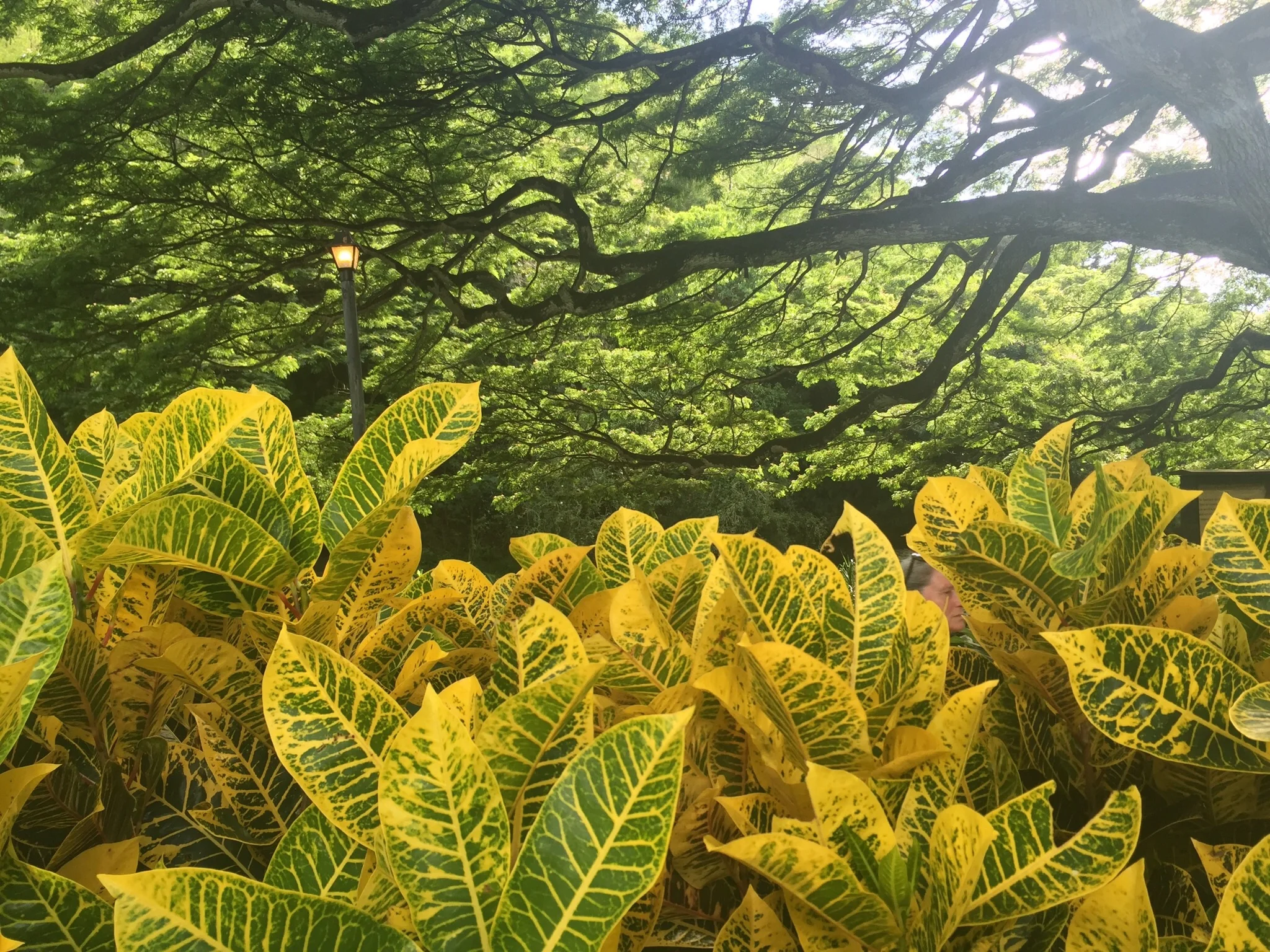 Waimea Valley - Oahu
