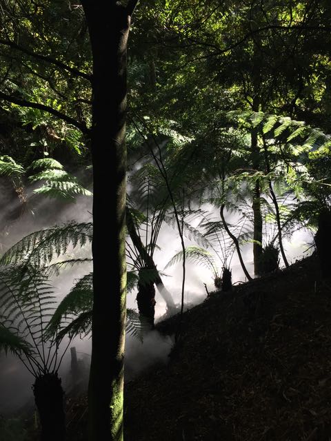 This one is actually nowhere near my kitchen. Rainforest garden at the Australian Botanical Gardens in Canberra. A hidden gem right in the middle of town, we hiked up to the top of Black Mountain today and then found this misty garden on the way home. 