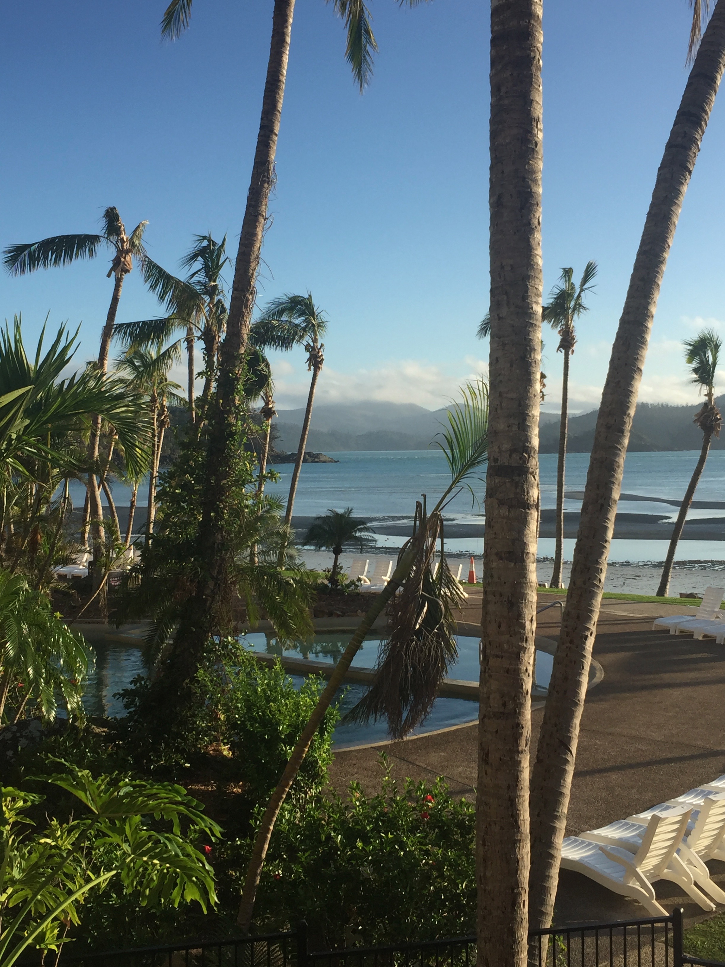The resort palm trees showing damage from Cyclone Debbie which passed through only one month ago