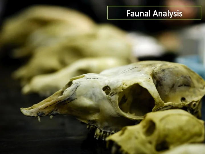 Faunal Analysis