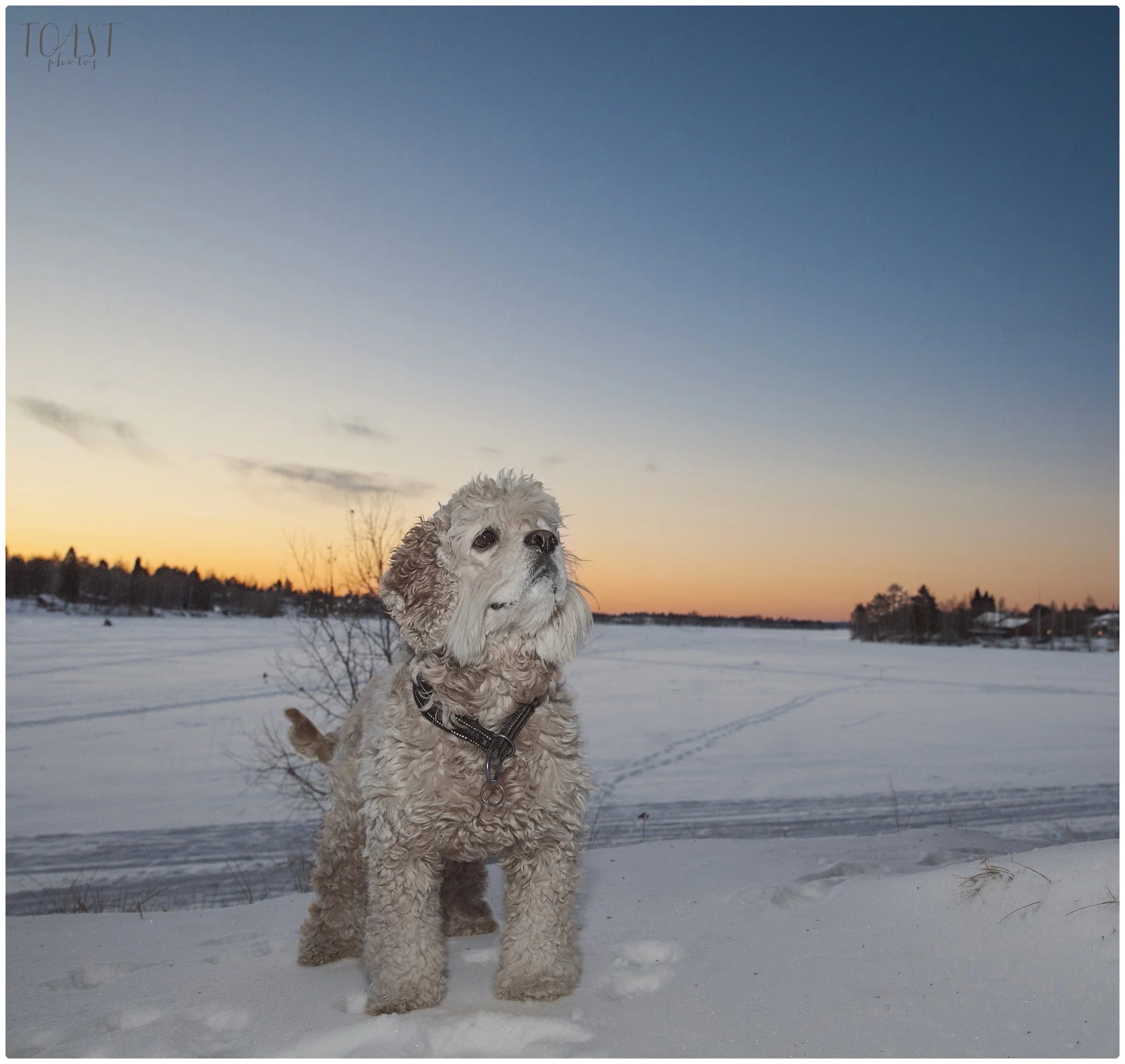 Lopuksi Sulo poseeraa auringonlaskussa. Ja taas esitellään se parempi puoli kameralle.