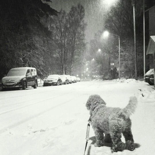 Mikä tahansa kamera käy - Kuvaa rakkaimpiasi!