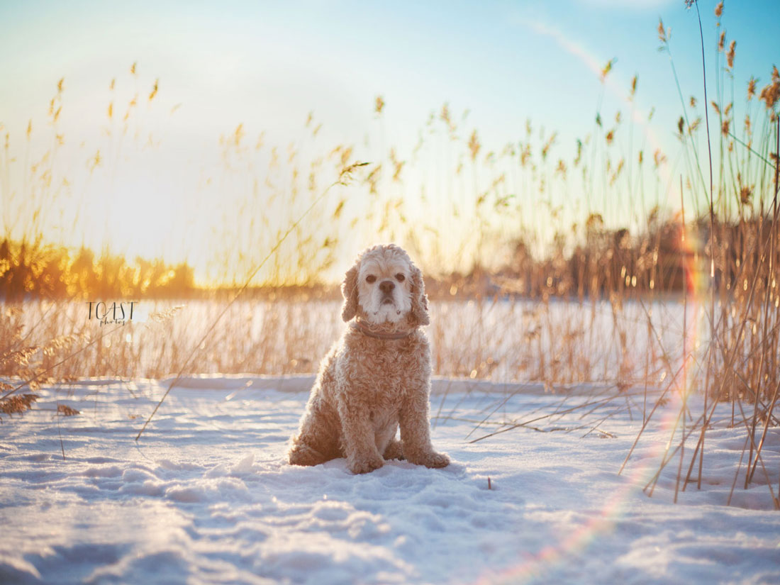 Talvinen auringonlasku ja hiukan kärsimätön ilme.