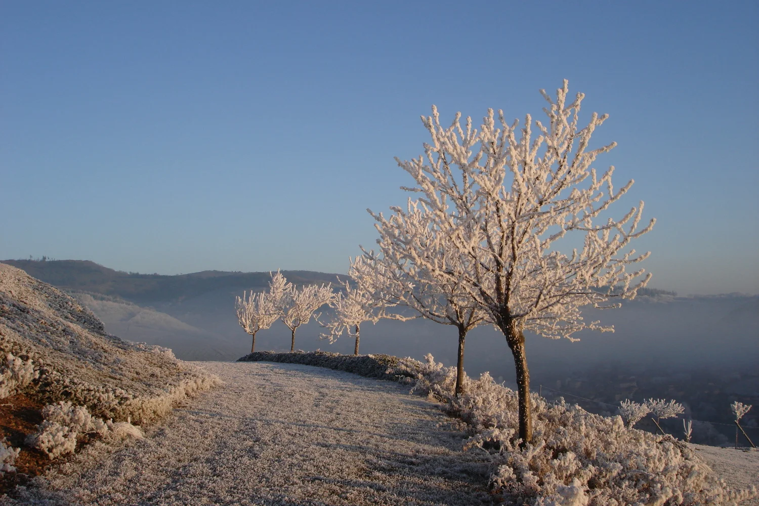 The garden in Winter
