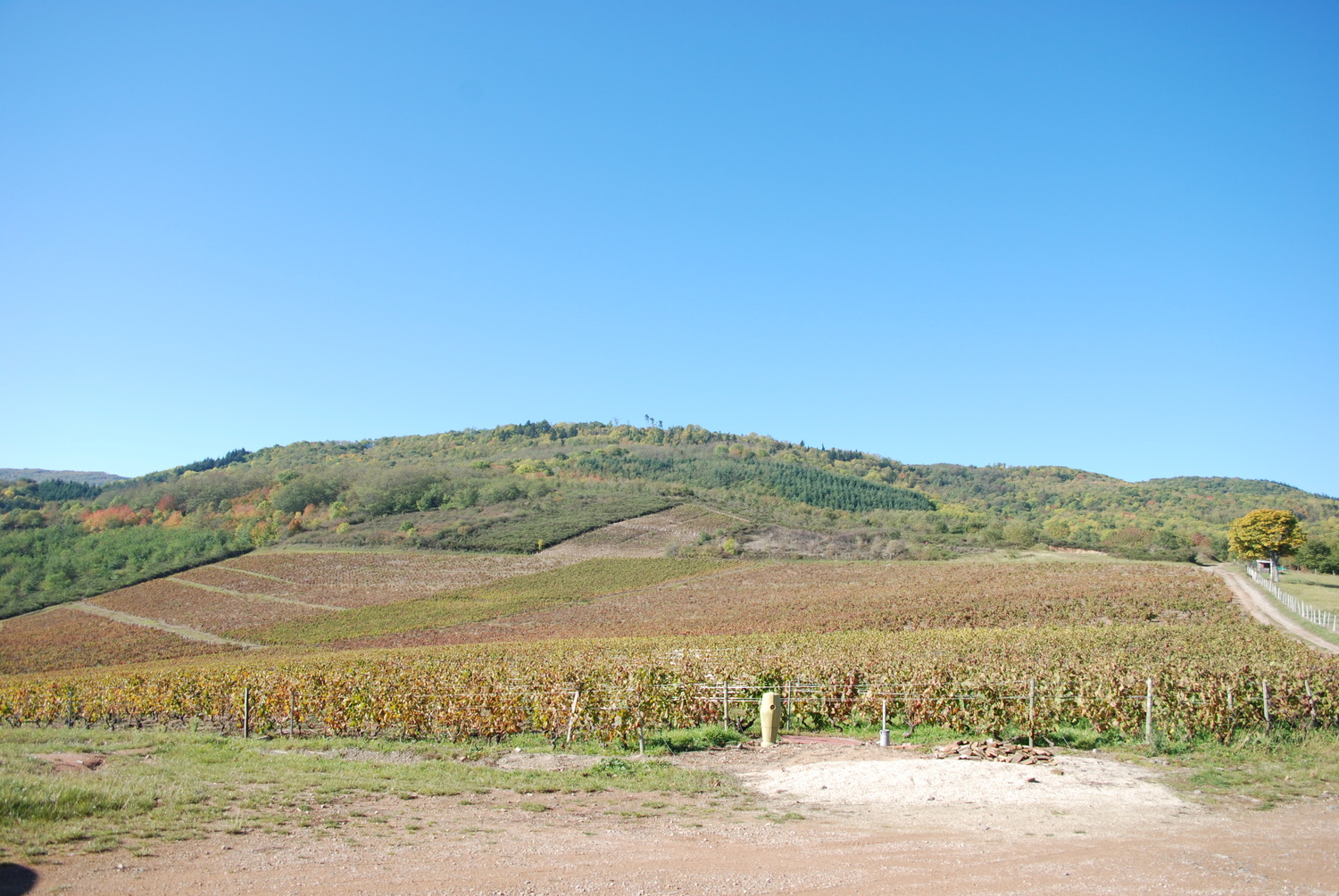 The Vines