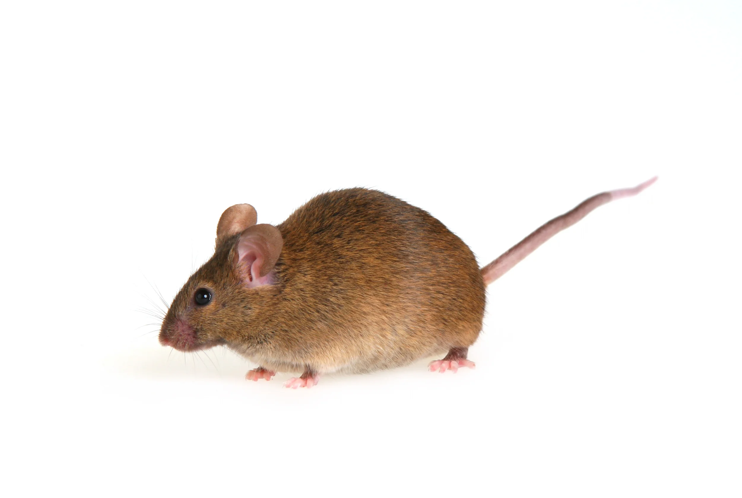 bigstock-Mouse-2108352.jpg