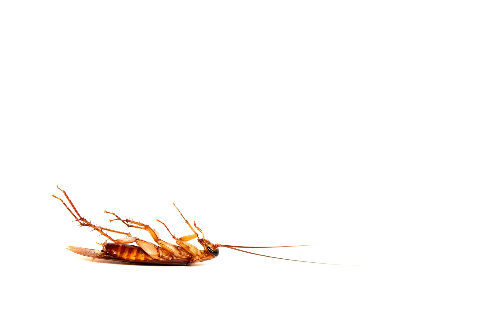 bigstock-Cockroach-Dead-35436116.jpg