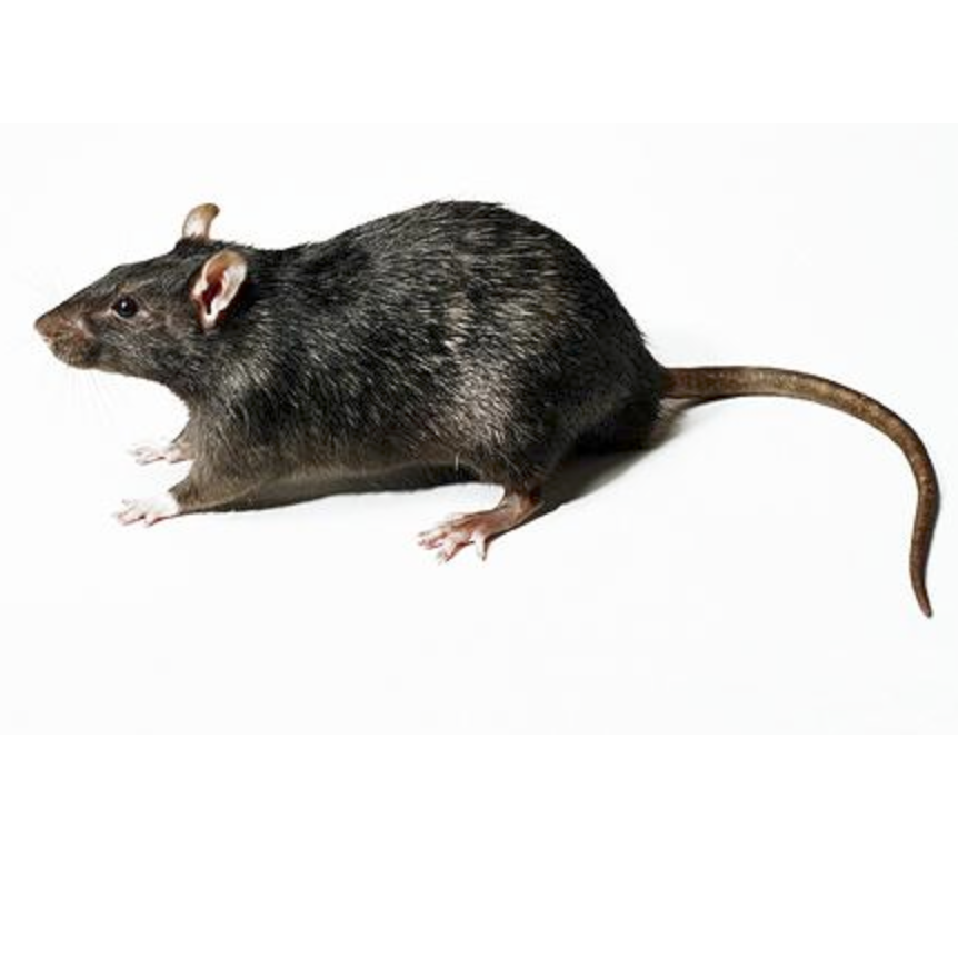 Rat.png
