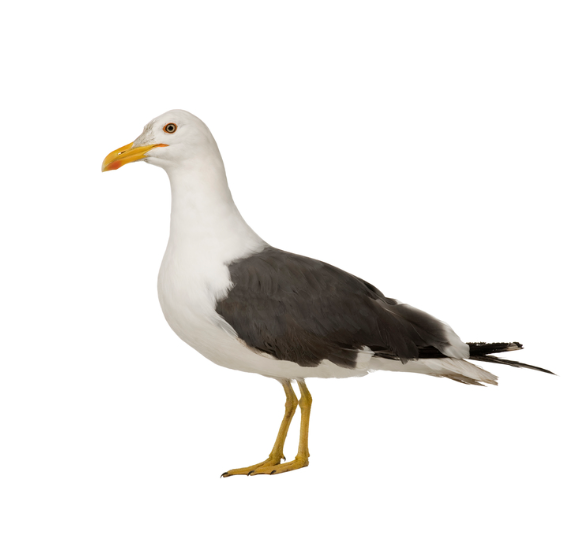 Seagull season is here!