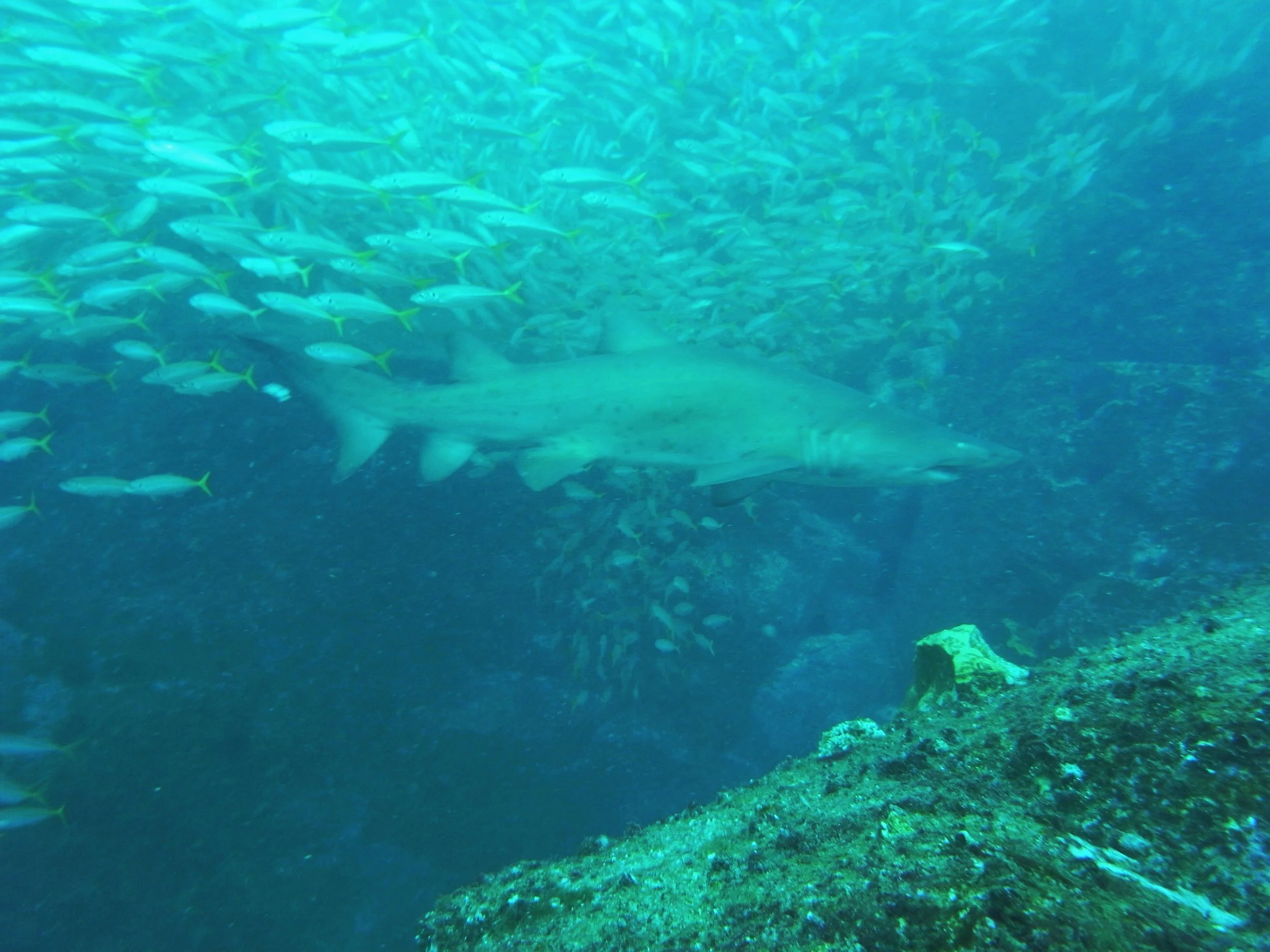 here it's shark week every week. thankfully this one's not a biter.