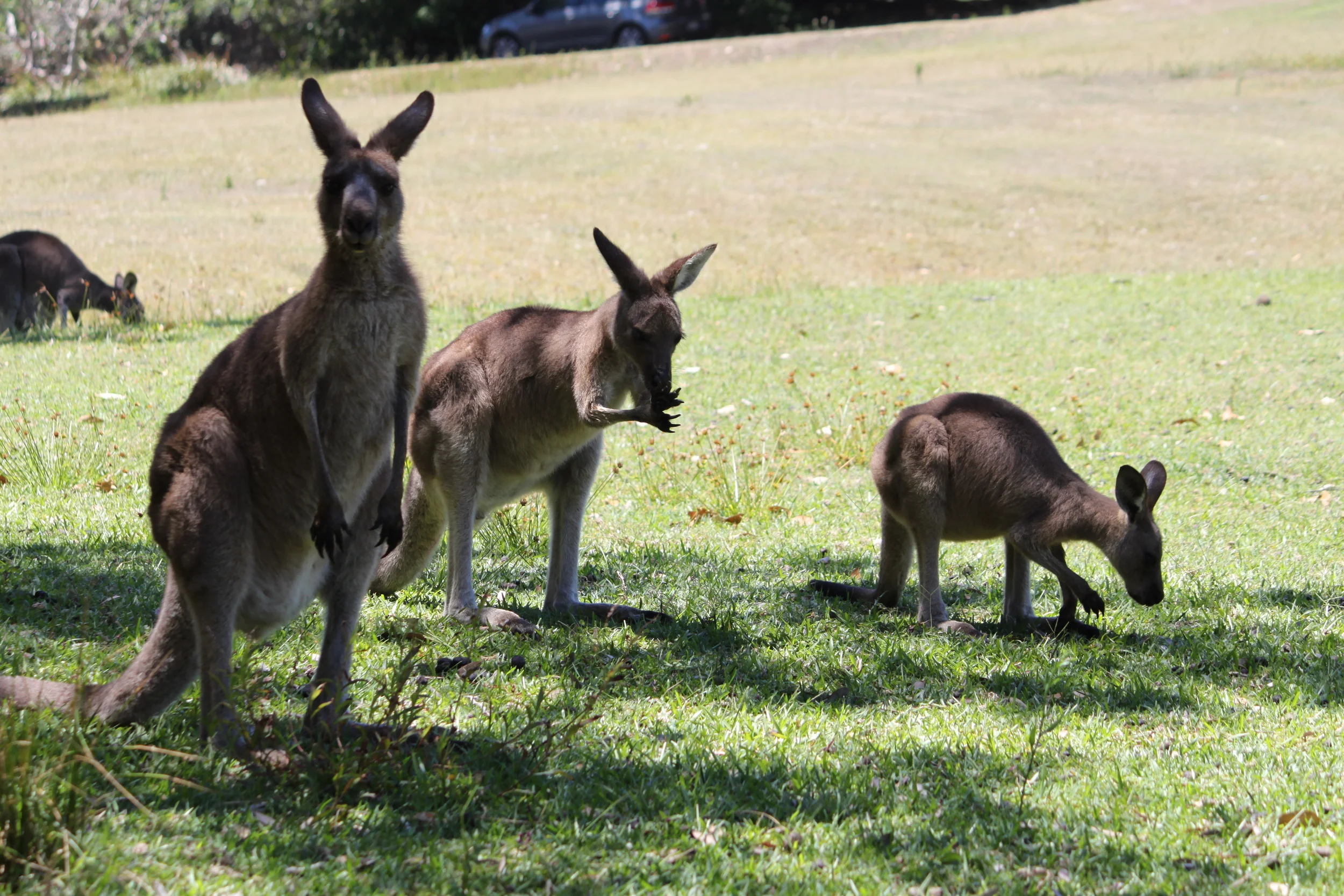 oh hey there, cute kangaroo clan.