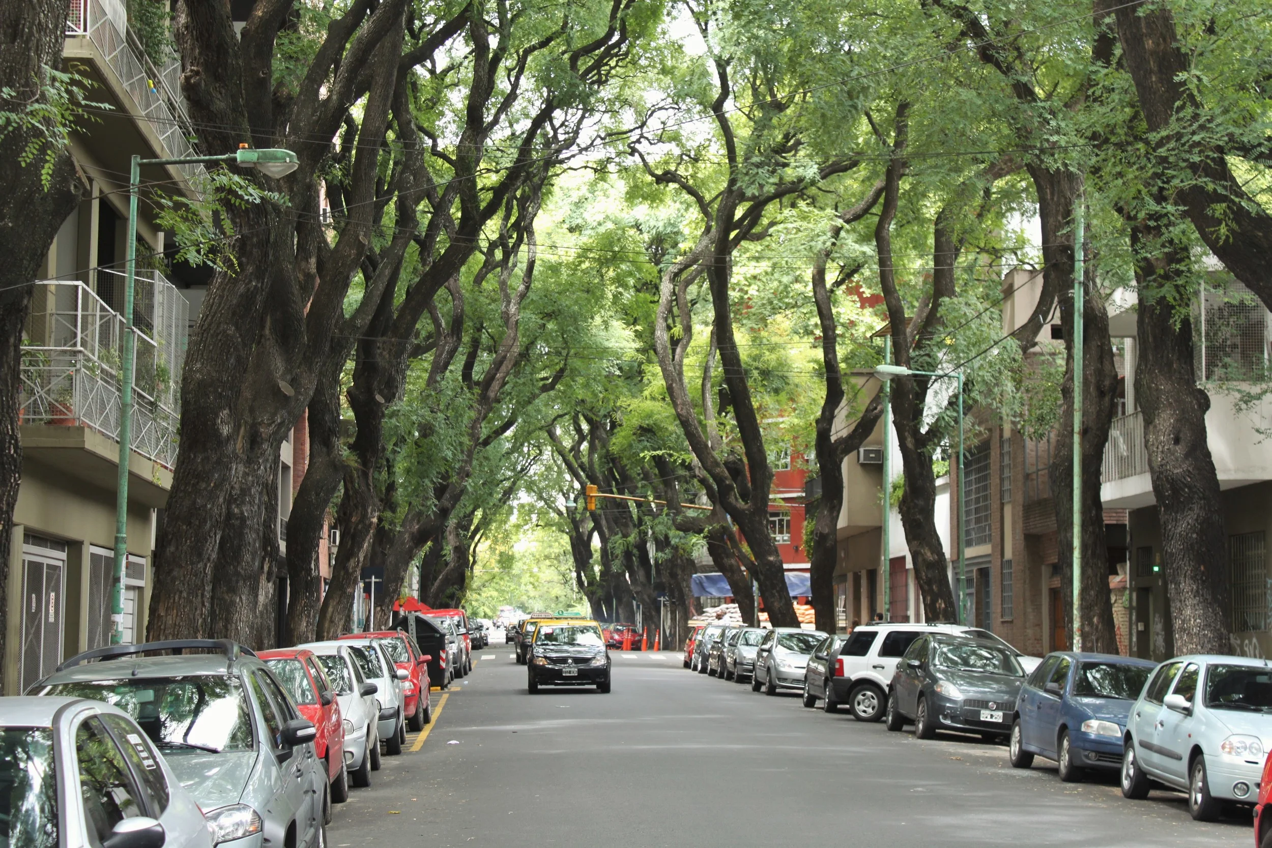 The enchanting tree-lined streets around our apartment