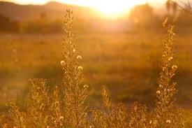 images-2.jpg