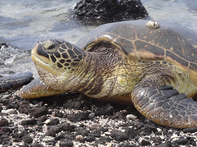 Has your computer been running as slow as a turtle lately?