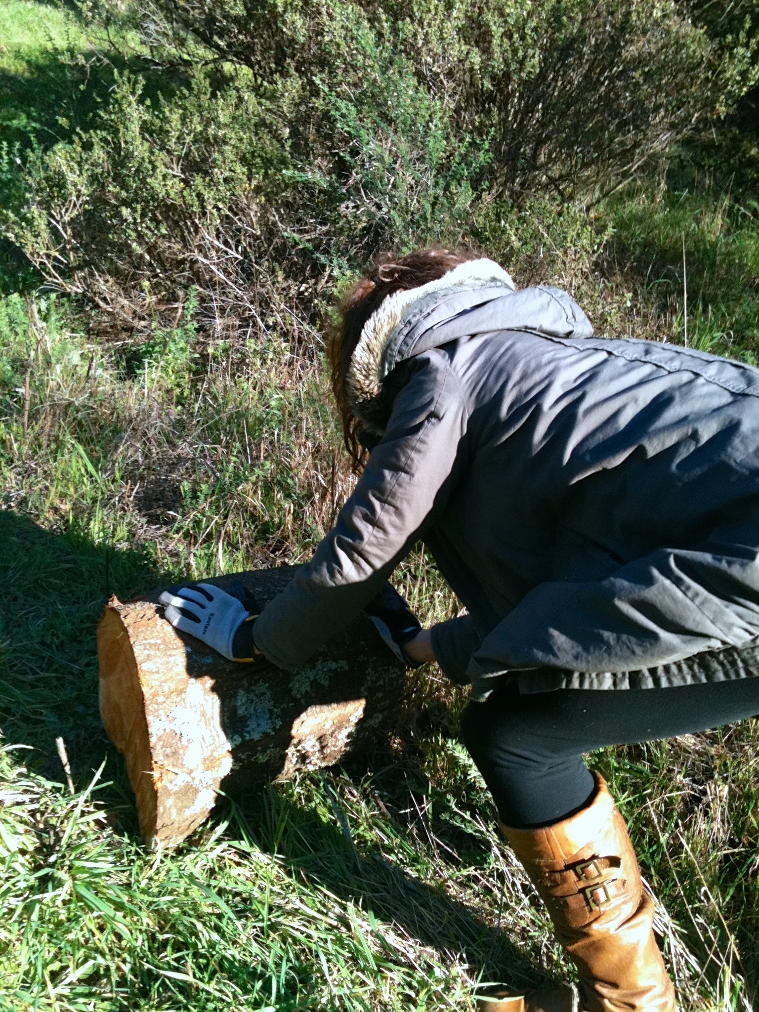 Hauling the stump out of a ravine.
