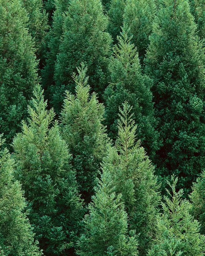 trees.jpg