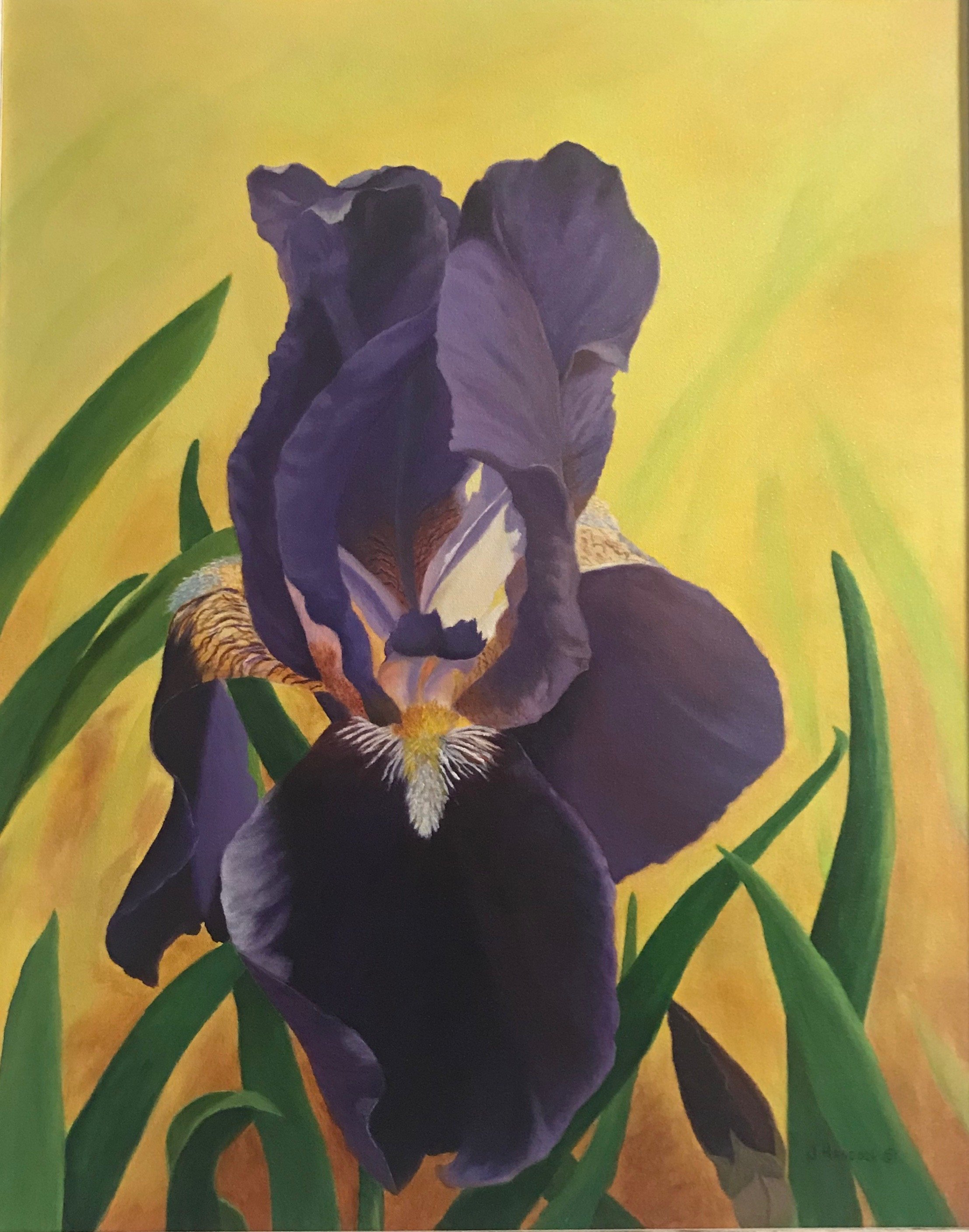 Bearded Iris Joanna Hancock.JPG