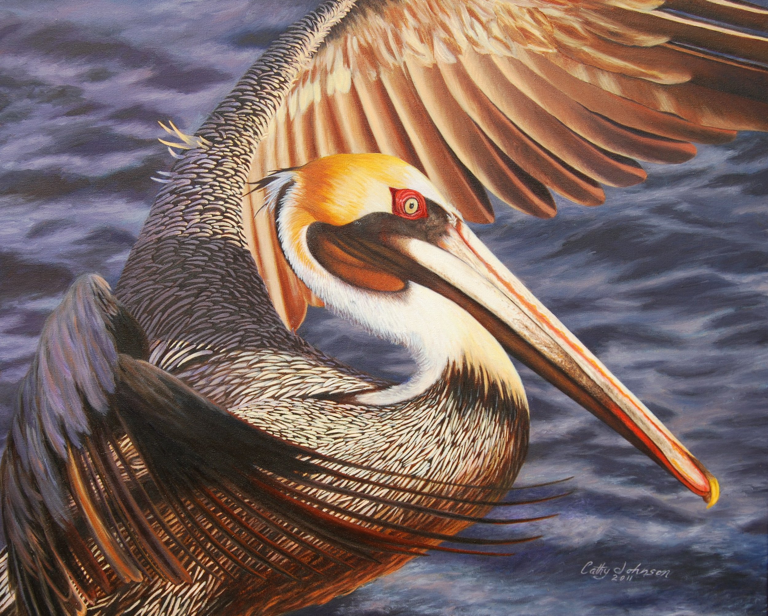 Brownpelican 006.JPG